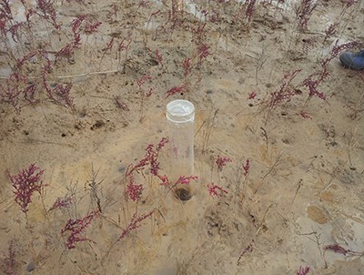 东营湿地保护区-沙棘根系实验