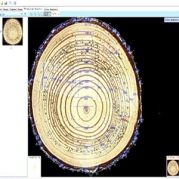 PMT-RingAnalysis植物表型分析软件（年轮版）